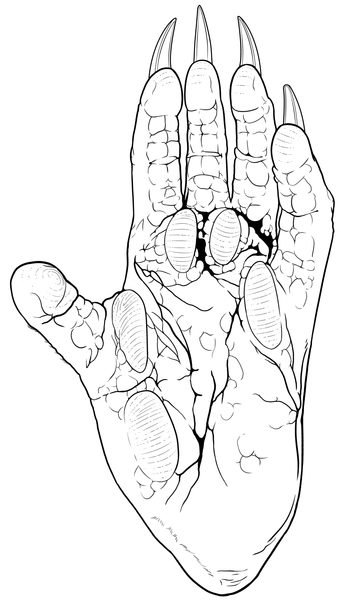 Monodelphisdomestica