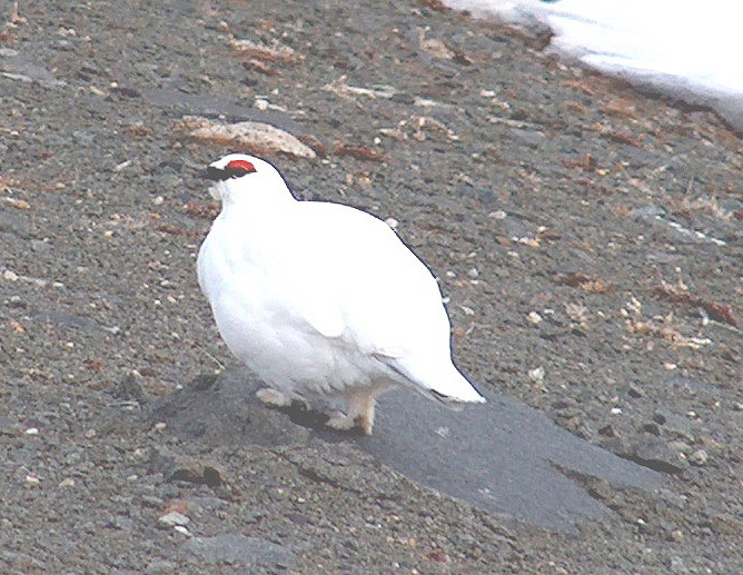 Galliformes