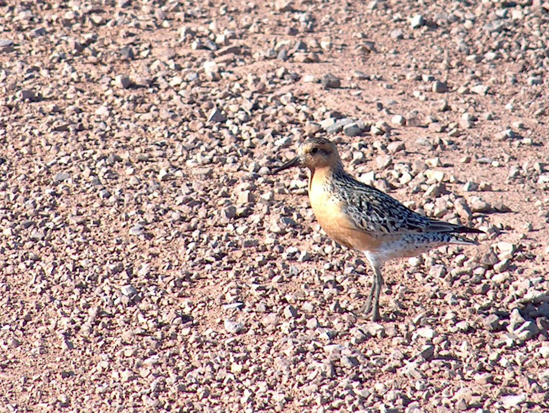 Charadriiformes