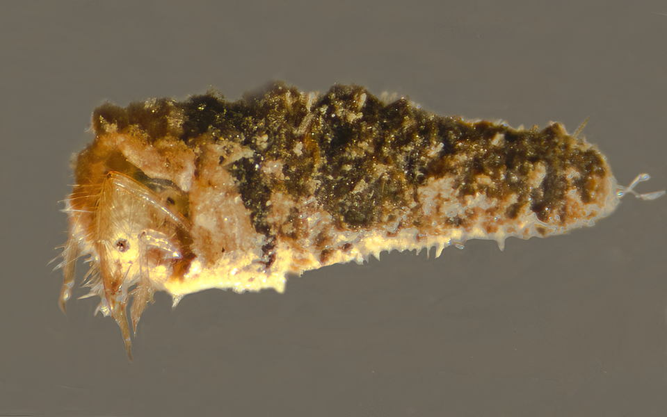 10_CaddisflyTrichoptera