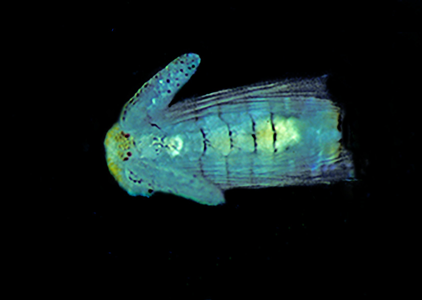 295_Spionid_late_larva