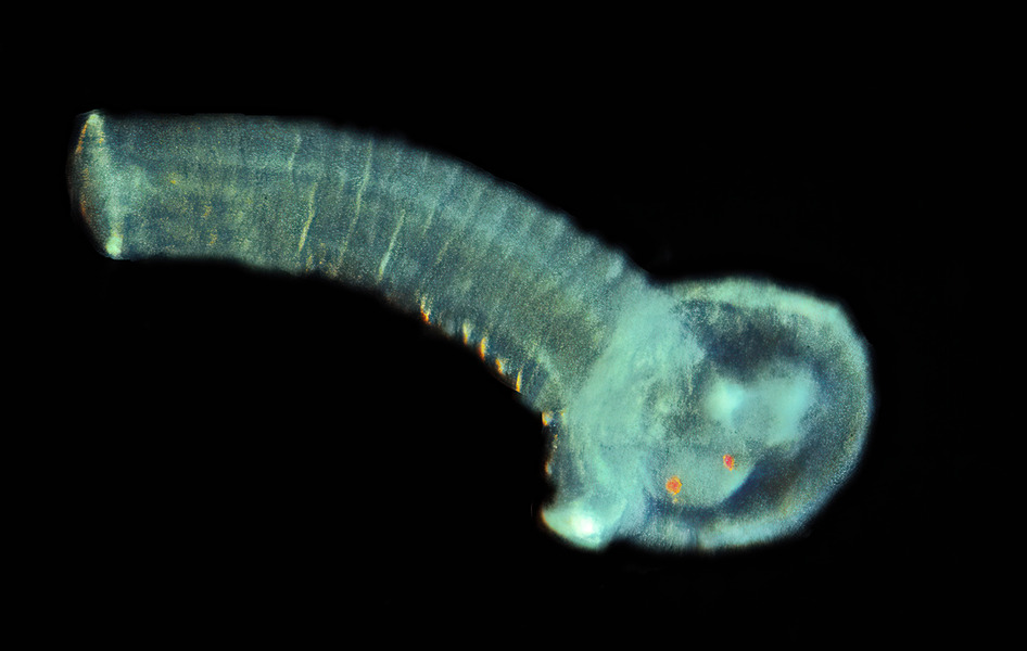 297_Polychaete_larva