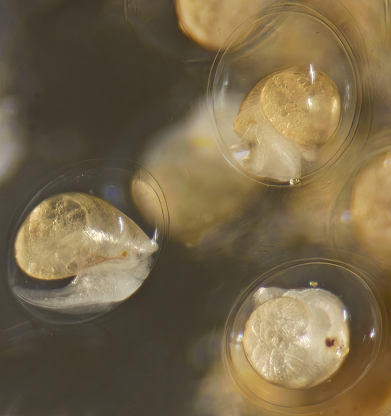 33_Freshwater_Snail_embryos