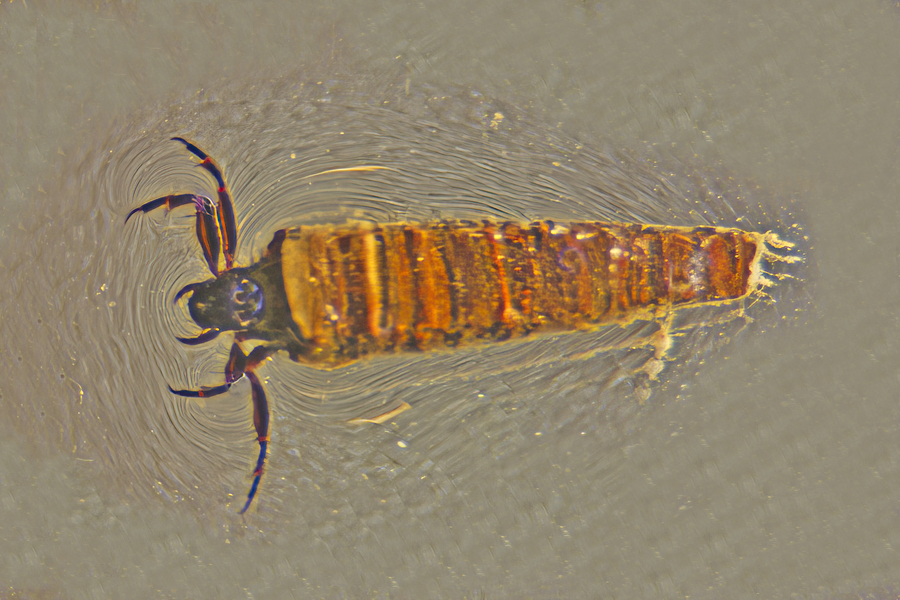 9_Caddisfly_Trichoptera