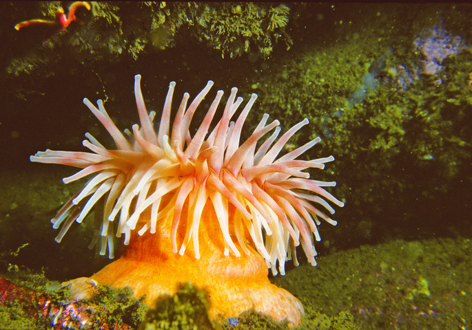 Photo of Urticina felina