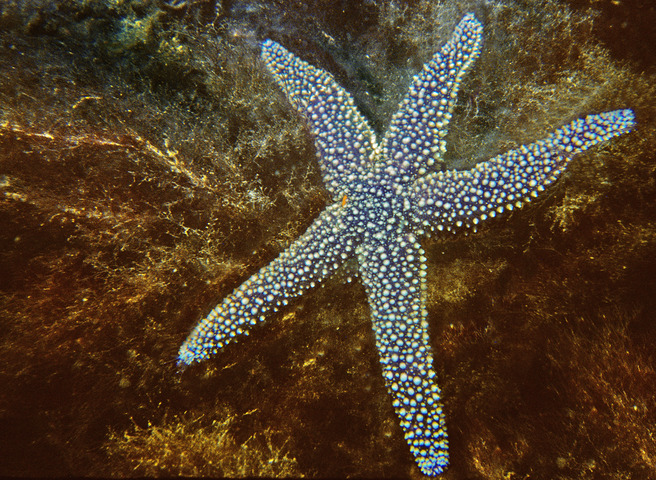 Gulf of Maine Sea Stars (5 Species)