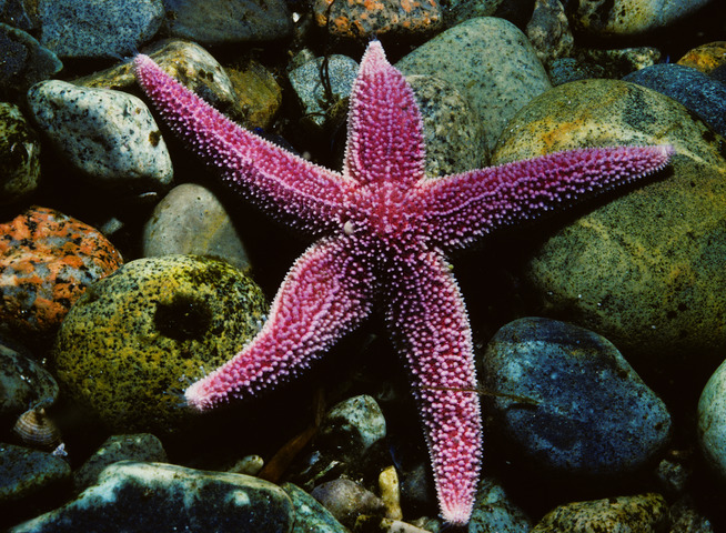 Northern Sea Star (Asterias vulgaris)