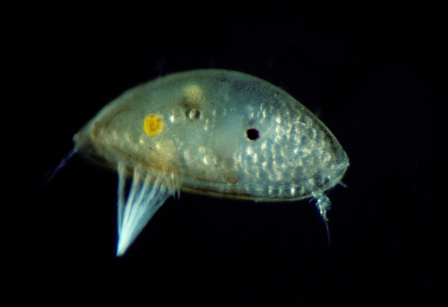 Balanoidea