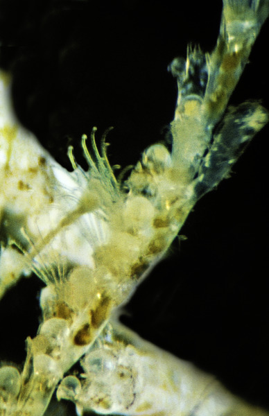 42_Spiral_tufted_bryozoan_Bturira_turrita_feeding