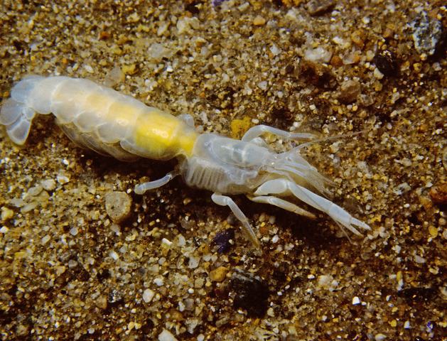 ADW: Crustacea: INFORMATION