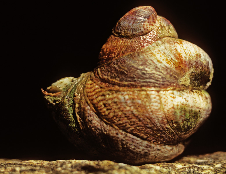 133_Common_slipper_snail_Crepidula_fornicata