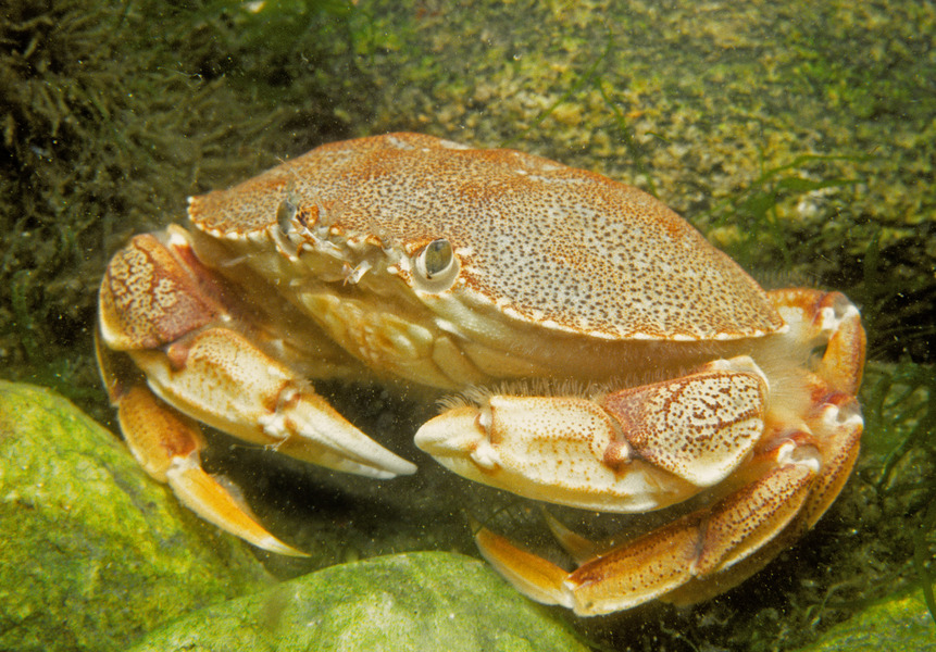 52_Atlantic_rock_crab_Cancer_irroratus