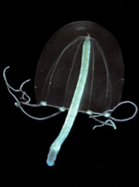 278_Sarsia_tubulosa_hydroid_hydromedusa