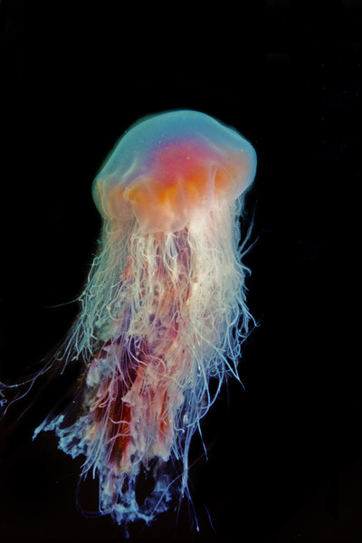 20_Lions_mane_jellyfish_Cynea_capillata