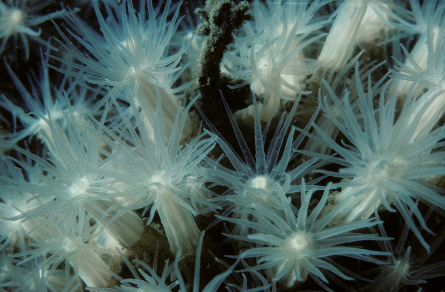 13_Lined_anemone_Fagesia_lineata_close-up