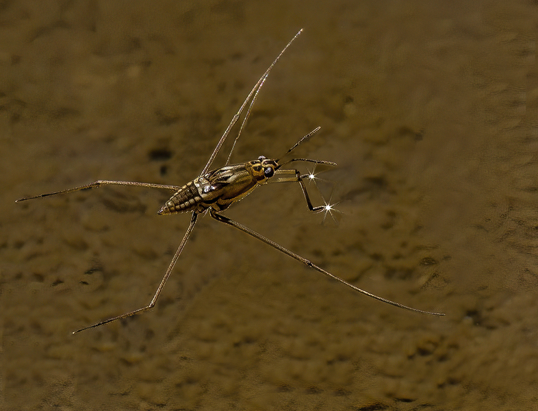 27_Water_strider_Gerridae