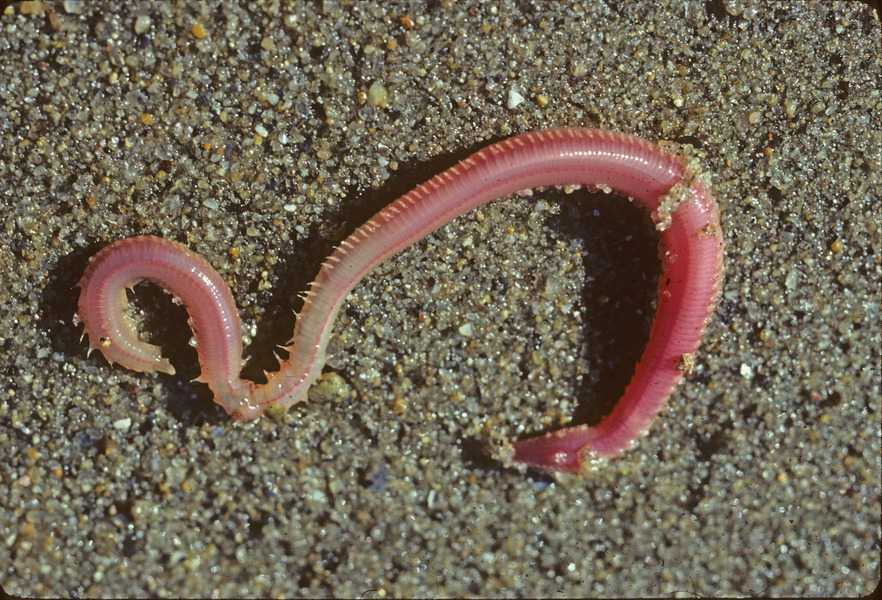 Glycera dibranchiata