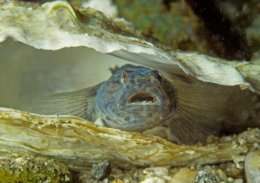 227_Naked_goby_Gobiosoma_bosc_male_at_nest