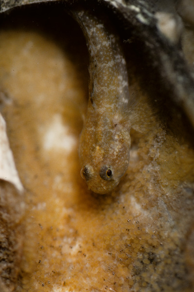 228_Naked_goby_Gobiosoma_bosc_male_guarding_nest