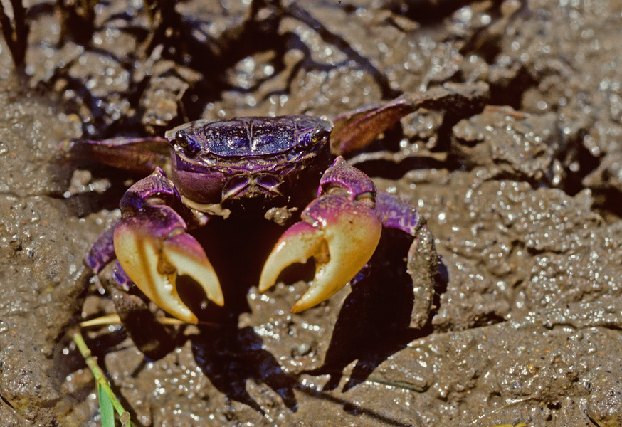 101_Purple_marsh_crab_Sesarma_reticulatum