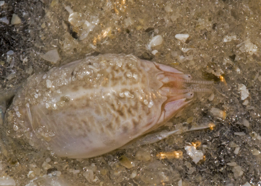 Emerita talpoida