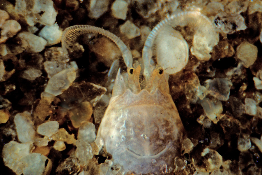 55_Atlantic_mole_crab_Emerita_talpoida_feeding