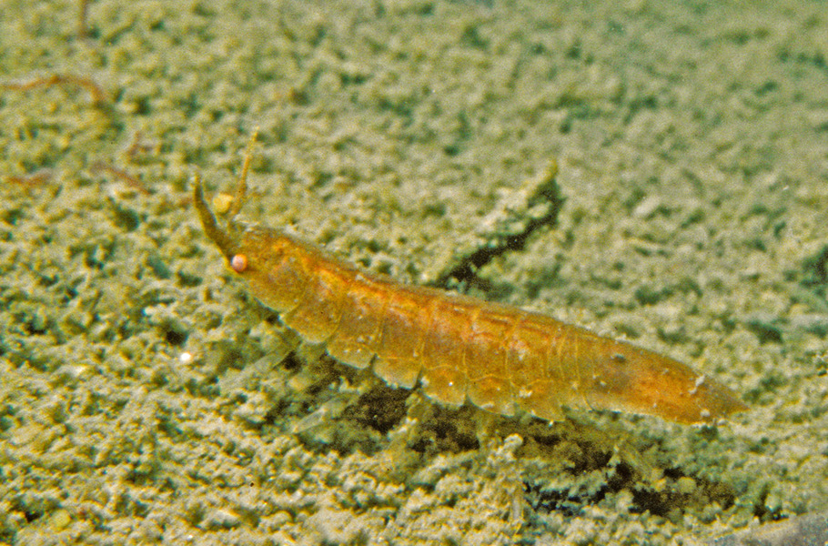 Isopoda