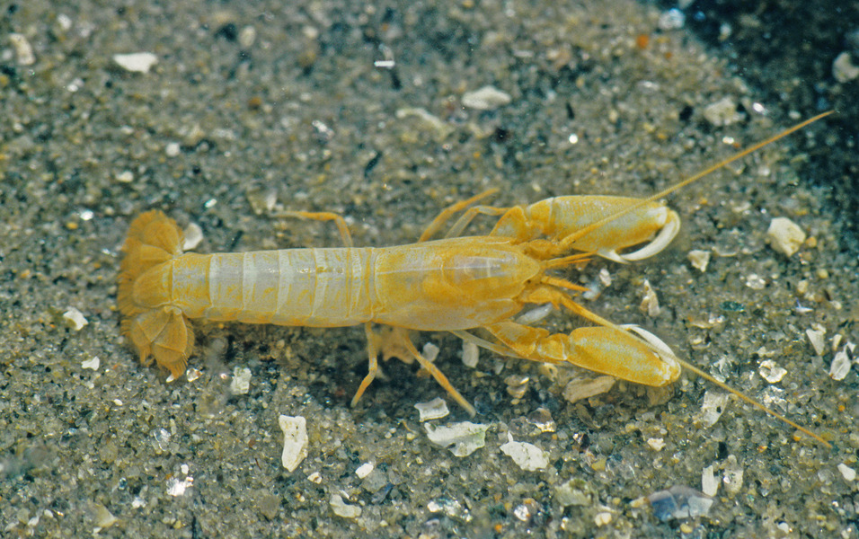 99_Mud_shrimp_Naushonia_cragonoides