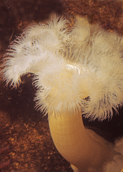 3_Frilled_anemone_Metridium_senile_RI