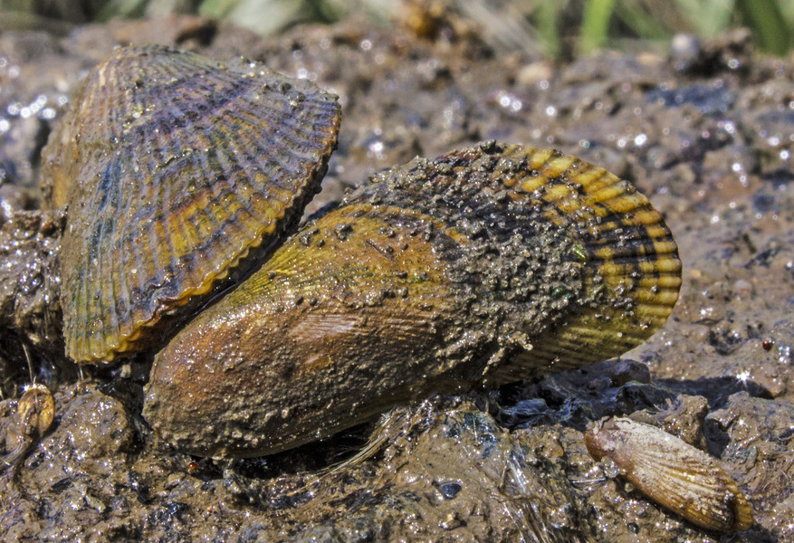 122_Ribbed_mussel_Geukensia_demissa_DE_Bay