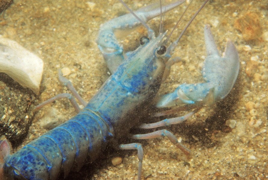 44_American_lobster_Homarus_americanus_Only_one_in_2_million_lobsters_are_blue