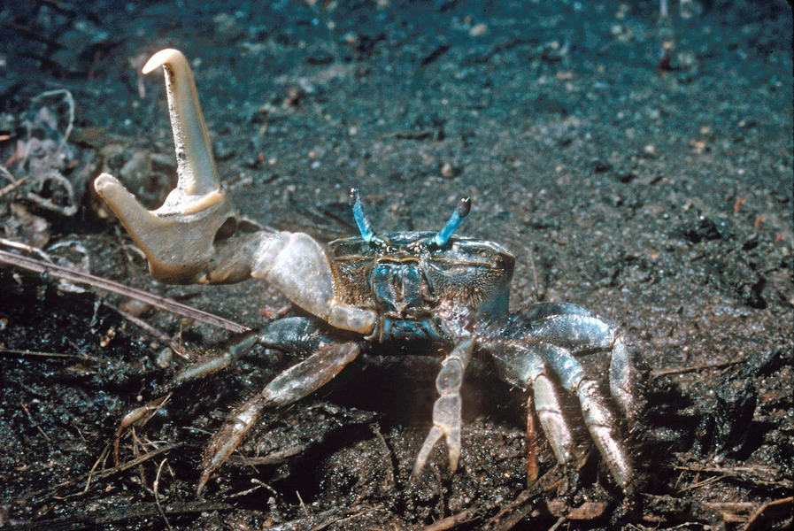 70_Atlantic_marsh_fiddler_crab_Uca_pugnax_male