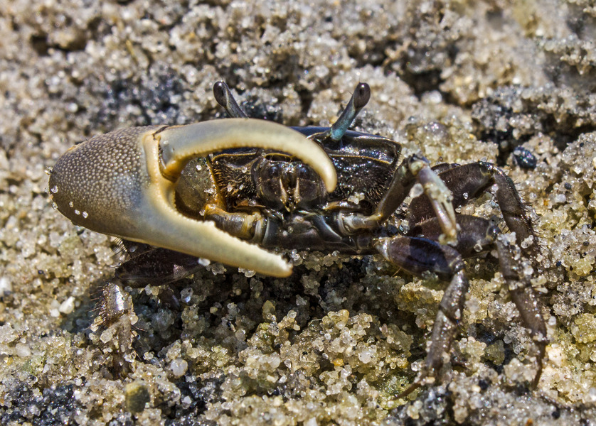 71_Atlantic_marsh_fiddler_crab_Uca_pugnax_male
