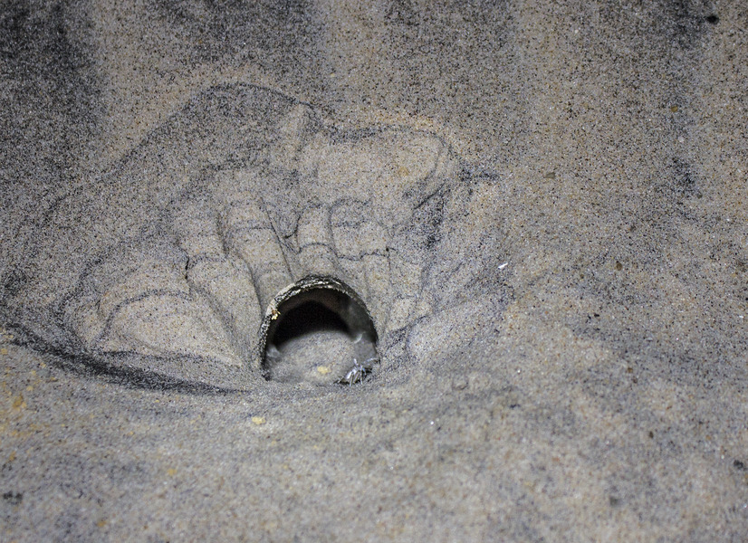 77_Atlantic_ghost_crab_Ocypode_quadrata_burrow