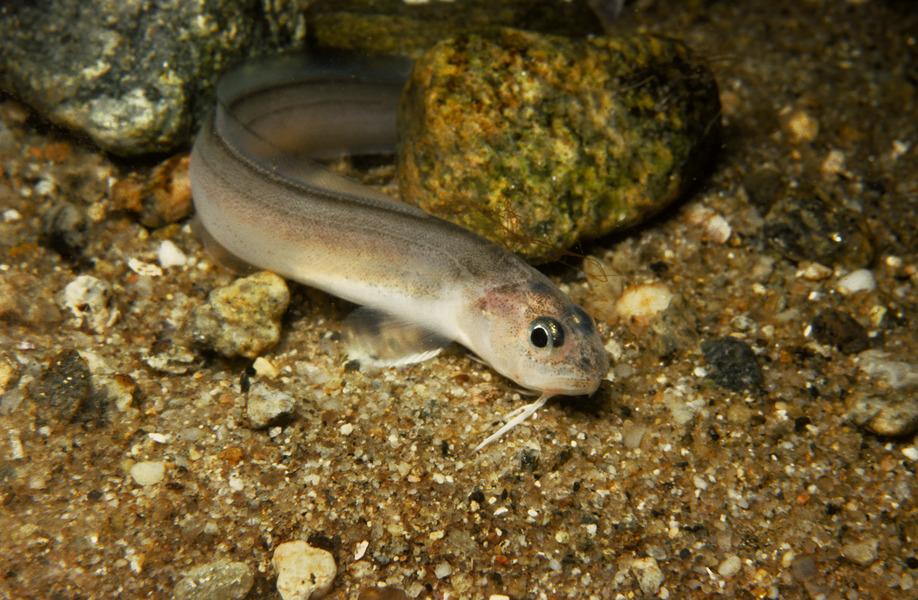 218_Cusk_eel_family_Ophidiidae_LIS
