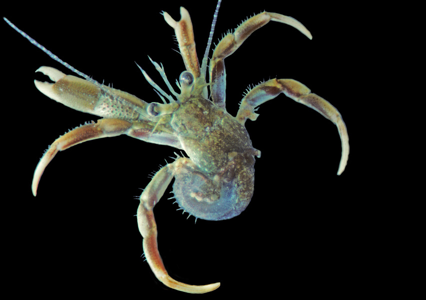 86_Longwrist_hermit_crab_Pagurus_longicarpus_out_of_its_protective_shell