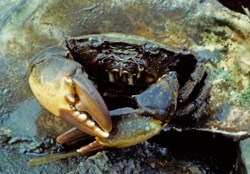 51_Atlantic_mud_crab_Panopeus_herbstii