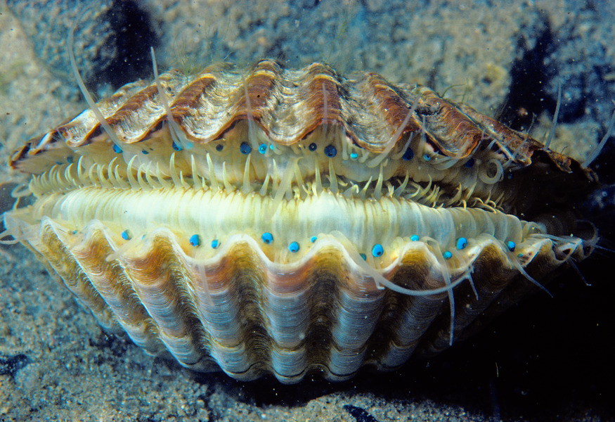 127_Bay_scallop_Aequipecten_irradians