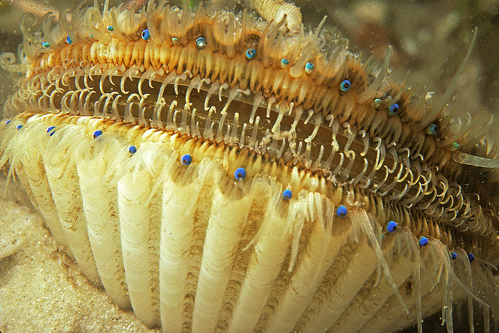 Photo of Argopecten gibbus