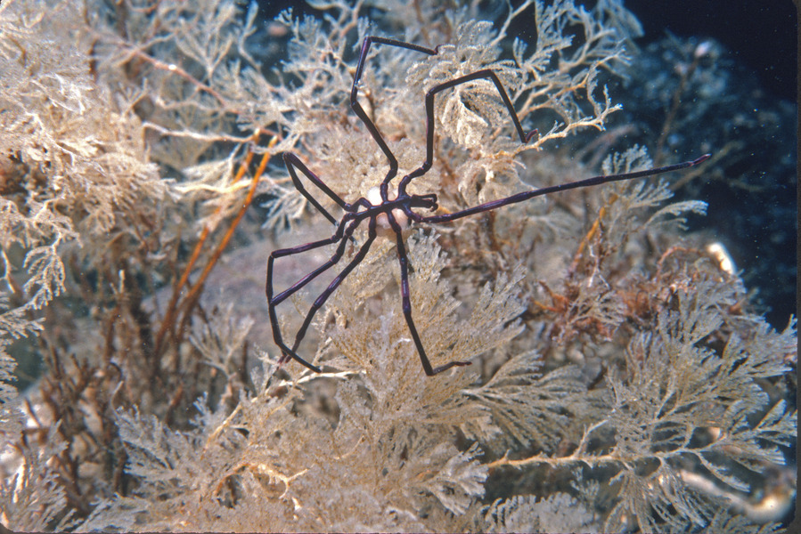 115_Lentil_sea_spider_Anoplodactylus_lentus