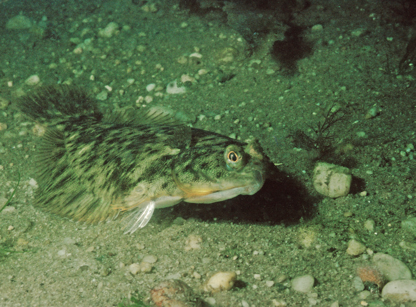 Deuterostomia