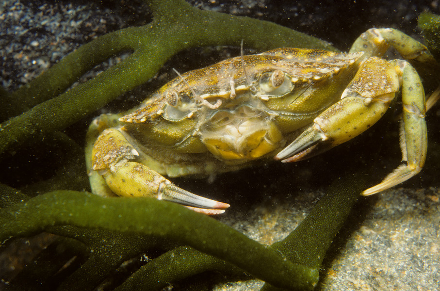 78_Green_crab_Carcinus_maenas_introduced_species
