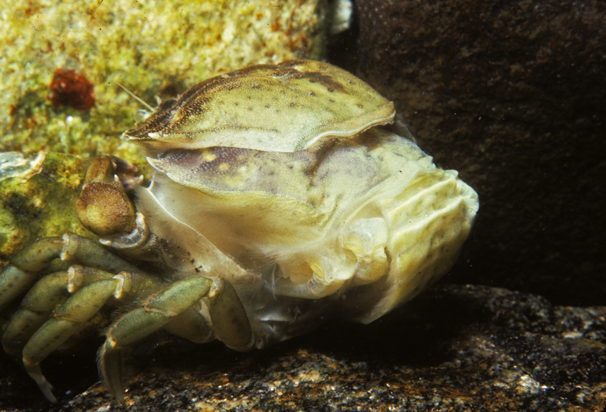 giant mole crab