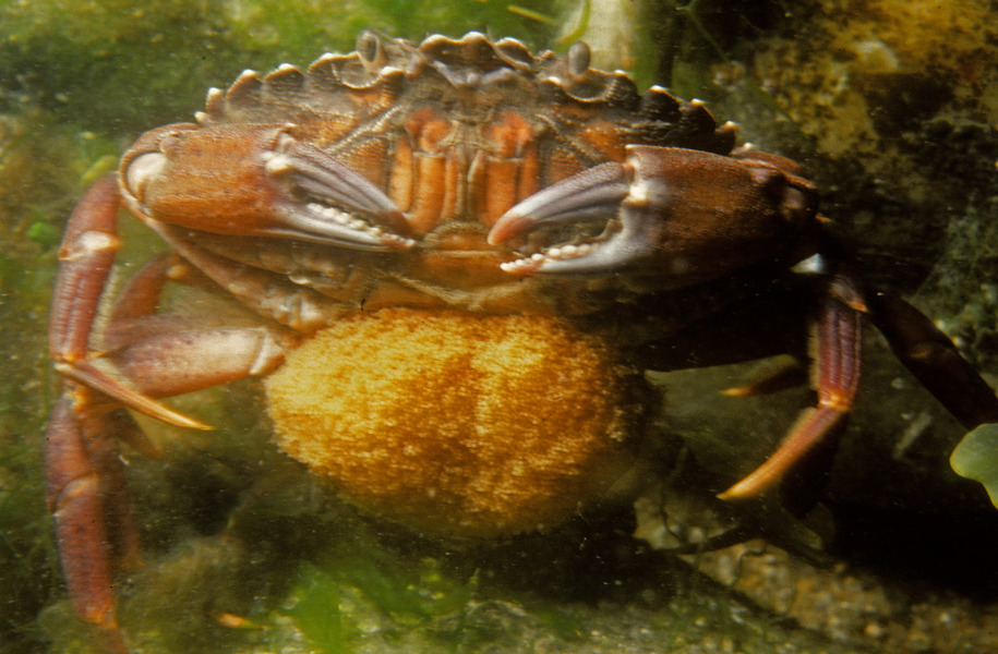 80_Green_crab_Carcinus_maenas_female_with_eggs