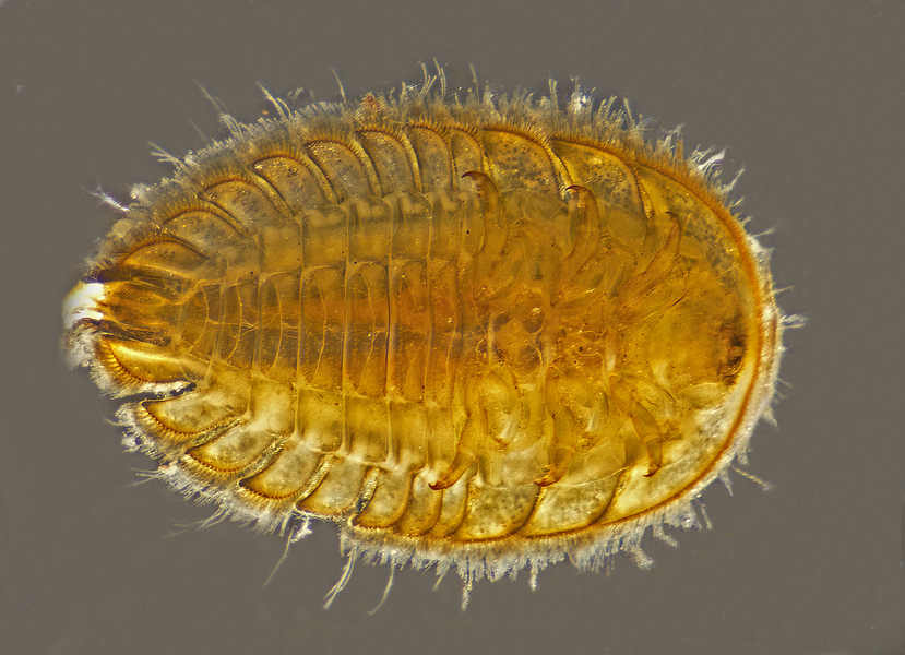 Two-spotted Water Hog-louse