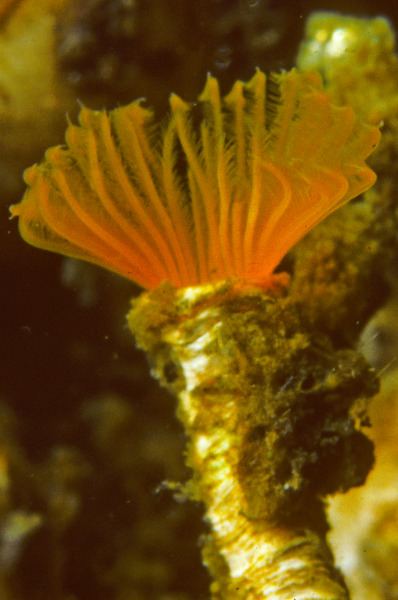 196_Fan_Feather_duster_worm_Potamilla_neglecta