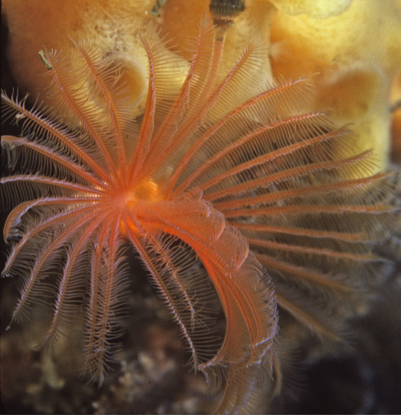 197_Fan_Feather_duster_worm_Potamilla_neglecta