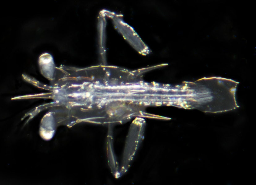 96_Mantis_shrimp_Squilla_empusa_larva_DE_Bay