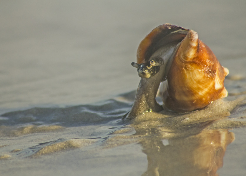 130_Florida_Fighting_Conch_Strombus_alatus_Gulf_coast