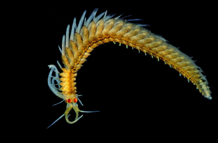 298_Myrianida_Autolytus_polychaete